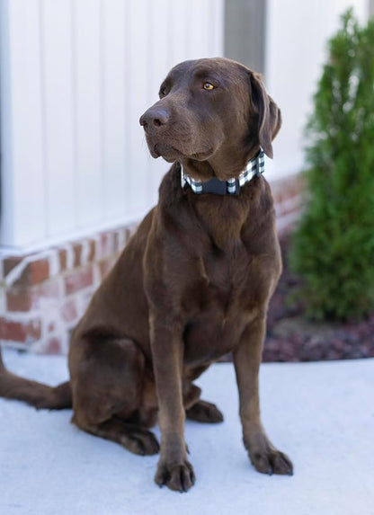 Country Brook Petz - Deluxe Black & White Buffalo Plaid Dog Collar - Made in The U.S.A. - Plaid and Argyle Collection Featuring Charming Designs (1 Inch, Extra Large)