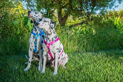 Reflective Adjustable Dog H Harness for Extra Large Dogs; matching collar and leash available, Black