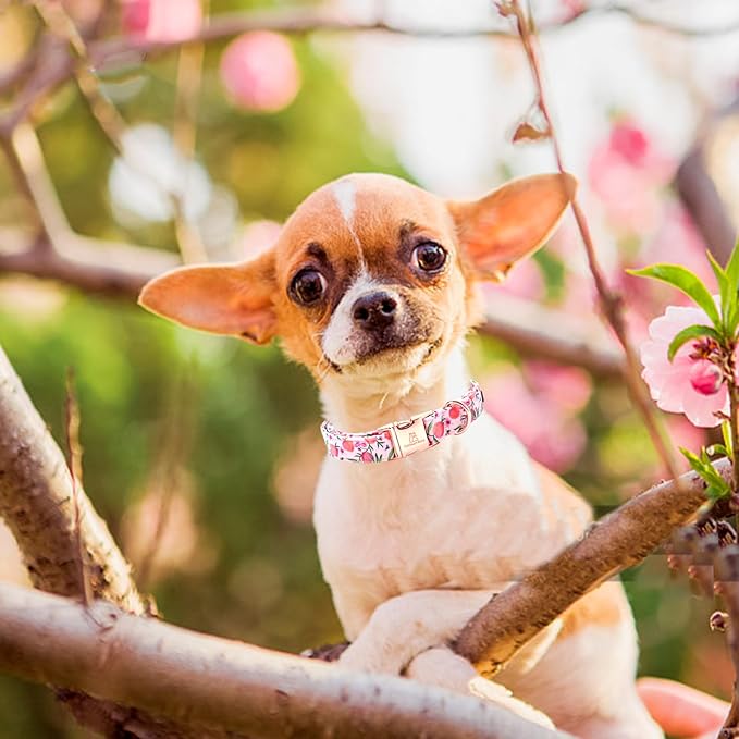 Lionheart glory Pink Dog Collar Peach Dog Collar Girl Soft Durable Adjustable Puppy Gift Collar Spring Collar Dog