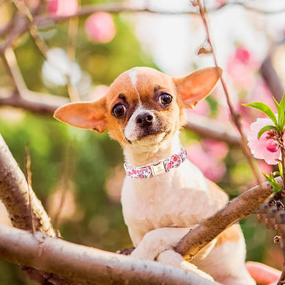 Lionheart glory Pink Dog Collar Peach Dog Collar Girl Soft Durable Adjustable Puppy Gift Collar Spring Collar Dog