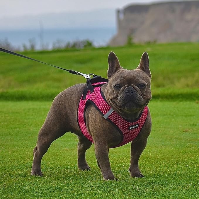 Voyager Step-in Air Dog Harness - All Weather Mesh, Reflective, No Pull Harness for Small, Medium Dogs, Cats - Secure with Hook & Loop Fastener, Buckle, Double D-Rings - Fuchsia 2-Tone, S