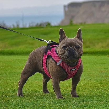 Voyager Step-in Air Dog Harness - All Weather Mesh, Reflective, No Pull Harness for Small, Medium Dogs, Cats - Secure with Hook & Loop Fastener, Buckle, Double D-Rings - Fuchsia 2-Tone, XS