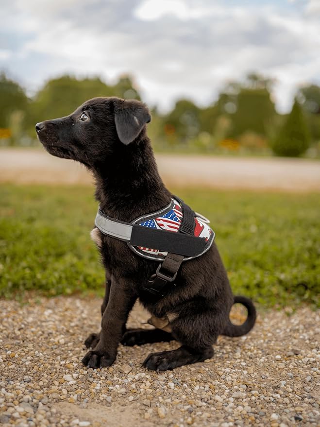Non Pull Dog Harness with Patch Panels and Handle, Adjustable, Reflective, No Choke, Heavy Duty Easy On Service Dog Vest Harnesses for Medium Large Small Sized Dogs - Motorsport, L