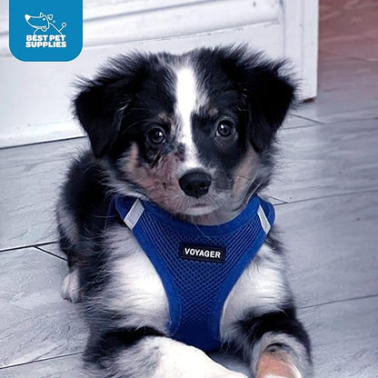 Voyager Step-in Air Dog Harness - All Weather Mesh, Reflective, No Pull Harness for Small, Medium Dogs, Cats - Secure with Hook & Loop Fastener, Buckle, Double D-Rings - Royal Blue, XXS