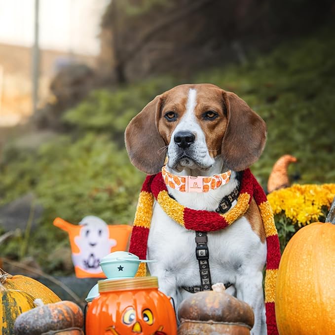 Lionheart glory Halloween Dog Collars Pumpkin Dog Collar Heavy Duty Adjustable Fall Dog Collar for Small Collar Dog Female or Male Dog Collar