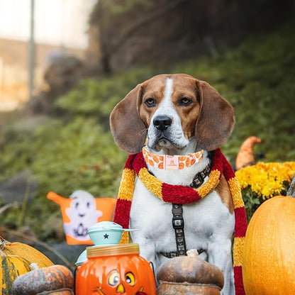 Lionheart glory Halloween Dog Collars Pumpkin Dog Collar Heavy Duty Adjustable Fall Dog Collar for Small Collar Dog Female or Male Dog Collar