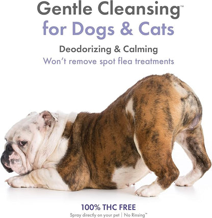 Petkin Hemp Waterless Dog Shampoo Spray – with Hemp Oil & Calming Lavender Extract, 8 fl oz – for Cats and Dogs – Soothes, Calms & Conditions, Keeps Pet Smelling Great – for Home and Travel