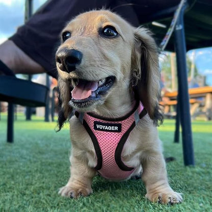 Voyager Step-in Air Dog Harness - All Weather Mesh, Reflective, No Pull Harness for Small, Medium Dogs, Cats - Secure with Hook & Loop Fastener, Buckle, Double D-Rings - Pink/Black Trim, XXXS