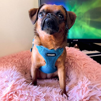 Best Pet Supplies Voyager Adjustable Dog Vest Harness Breathable No Pull Harness for Small, Medium, Large Dogs, Harness for Walking, Jogging, Easy Step-in, Reflective Stripes - (Turquoise), L