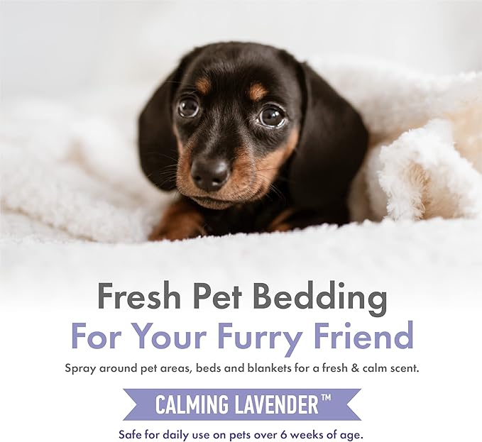 Petkin Hemp Fragrance for Dogs and Cats - with Hemp Oil & Calming Lavender Extract, 8 oz - Soothes, Calms & Conditions - Keeps Pet Smelling Great - for Home, Travel & Use on Pet Bedding