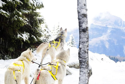 Neewa Pro Sled Dog Harness (Yellow, XXX- Large (Neck 22 Chest 38 Back 26))