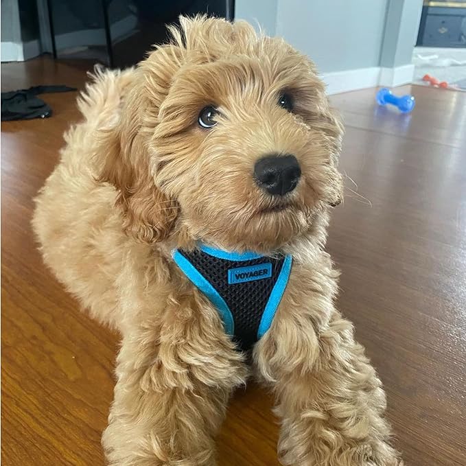 Voyager Step-in Air Dog Harness - All Weather Mesh, Reflective, No Pull Harness for Small, Medium Dogs, Cats - Secure with Hook & Loop Fastener, Buckle, Double D-Rings - Black/Blue Trim, L