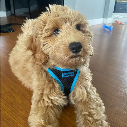 Voyager Step-in Air Dog Harness - All Weather Mesh, Reflective, No Pull Harness for Small, Medium Dogs, Cats - Secure with Hook & Loop Fastener, Buckle, Double D-Rings - Black/Blue Trim, L