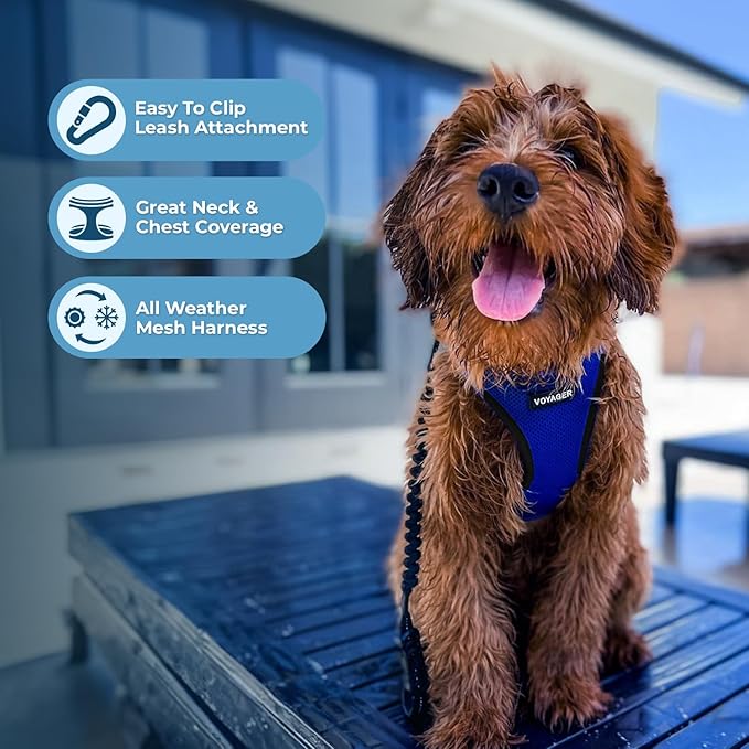 Voyager Step-in Air Dog Harness - All Weather Mesh, Reflective, No Pull Harness for Small, Medium Dogs, Cats - Secure with Hook & Loop Fastener, Buckle, Double D-Rings - Royal Blue/Black Trim, XXS