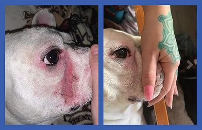 Squishface Wrinkle Wipes – 5”x7” Large Dog Wipes - Deodorizing, Tear Stain Remover – Great for English Bulldog, Pugs, Frenchie, Bulldogs, French Bulldogs & Any Breed! (80 Count)