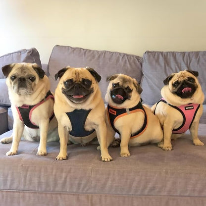 Voyager Step-In Air Dog Harness - All Weather Mesh, Reflective, No Pull Harness for Small, Medium Dogs, Cats - Secure with Hook & Loop Fastener, Buckle, Double D-Rings - Blue/Black Trim, XXS
