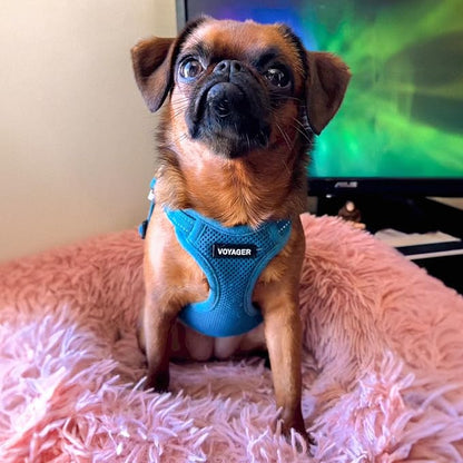 Best Pet Supplies Voyager Adjustable Dog Harness Leash Set with Reflective Stripes for Walking Heavy-Duty Full Body No Pull Vest with Leash D-Ring, Breathable All-Weather - Harness (Turquoise), XS