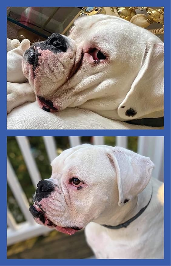 Squishface Wrinkle Wipes + Dog Ear Wipes Bundle - for Dogs with Wrinkles, Tear Stains, Tail Pockets, Irritated Paws & More - Great for All Breeds!