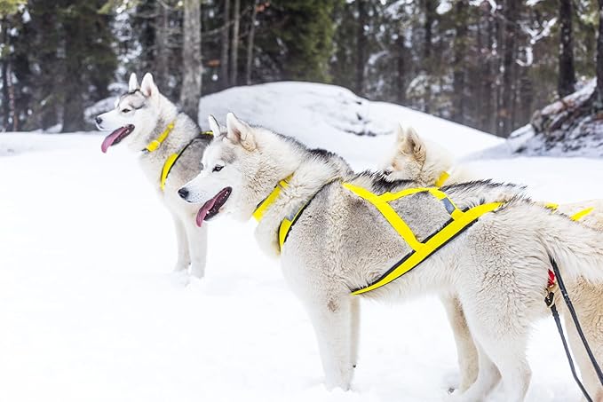 Neewa Pro Sled Dog Harness (Yellow, XXX- Large (Neck 22 Chest 38 Back 26))