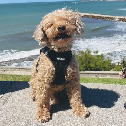 Voyager Step-in Air Dog Harness - All Weather Mesh, Reflective, No Pull Harness for Small, Medium Dogs, Cats - Secure with Hook & Loop Fastener, Buckle, Double D-Rings - Black, XXXS