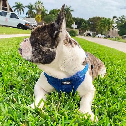 Best Pet Supplies Voyager Adjustable Dog Harness Leash Set with Reflective Stripes for Walking Heavy-Duty Full Body No Pull Vest with Leash D-Ring, Breathable All-Weather - Harness (Royal Blue), M