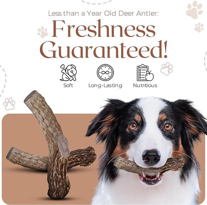 Premium White Tail Deer Antler Dog Chews, 100% All Natural, Naturally Shed Antlers, Select Cut to Size, Sanded Smooth, Dog Bones (3 Pack) (Large)