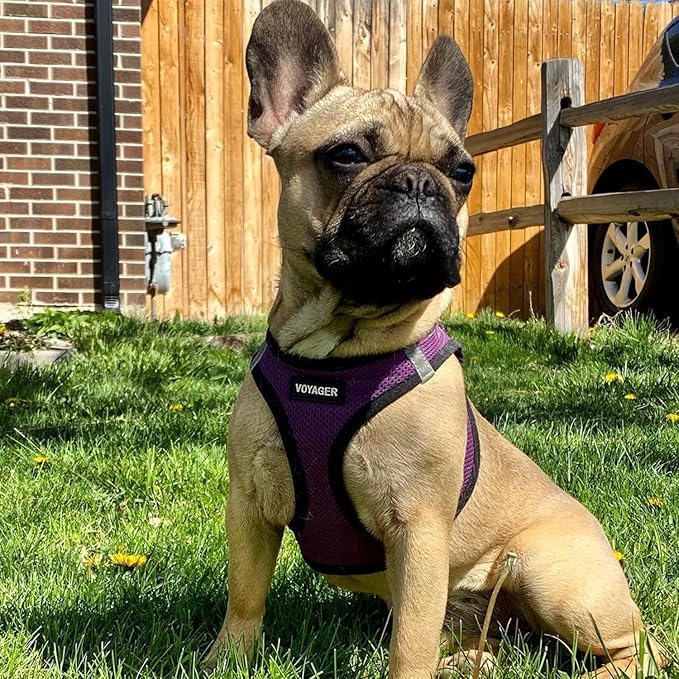 Voyager Step-in Air Dog Harness - All Weather Mesh, Reflective, No Pull Harness for Small, Medium Dogs, Cats - Secure with Hook & Loop Fastener, Buckle, Double D-Rings - Purple/Black Trim, S