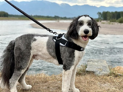 ShawnCo Essential Dog Harness, No-Pull Pet Vest with 3 Leash Clips, No Choke, Reflective, Adjustable and Padded, for Easy Walking and Training for Small, Medium and Large Dogs (Electric Blue,XS)
