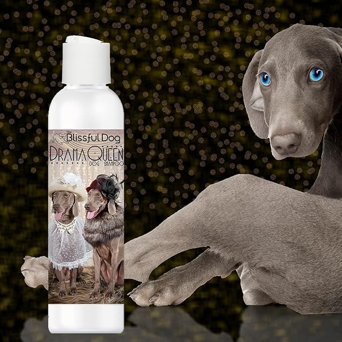 The Blissful Dog Weimaraner Drama Queen Dog Shampoo, 16 oz.
