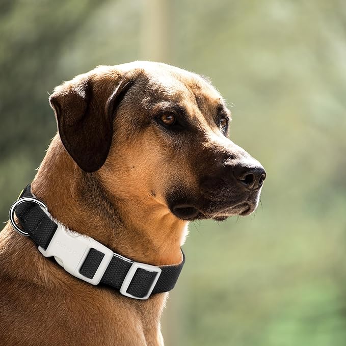Plutus Pet Cotton Dog Collar, Heavy Duty Collar with Soft Padding, Adjustable and Comfortable for Small Medium and Large Dogs, Black, L