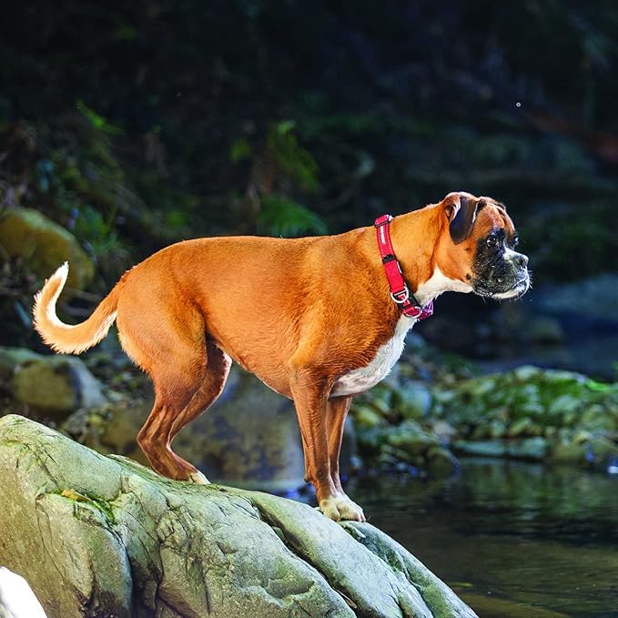 EzyDog Double Up Premium Nylon Dog Collar with Reflective Stitching - Double D-Rings for Superior Strength, Safety, and Comfortability - Non-Rusting and Includes an ID Attachment (Medium, Black)