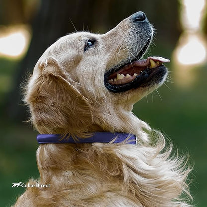 CollarDirect Rolled Leather Dog Collar, Soft Padded Round Puppy Collar, Handmade Genuine Leather Collar Dog Small Large Cat Collars 13 Colors (15-19 Inch, Purple Textured)
