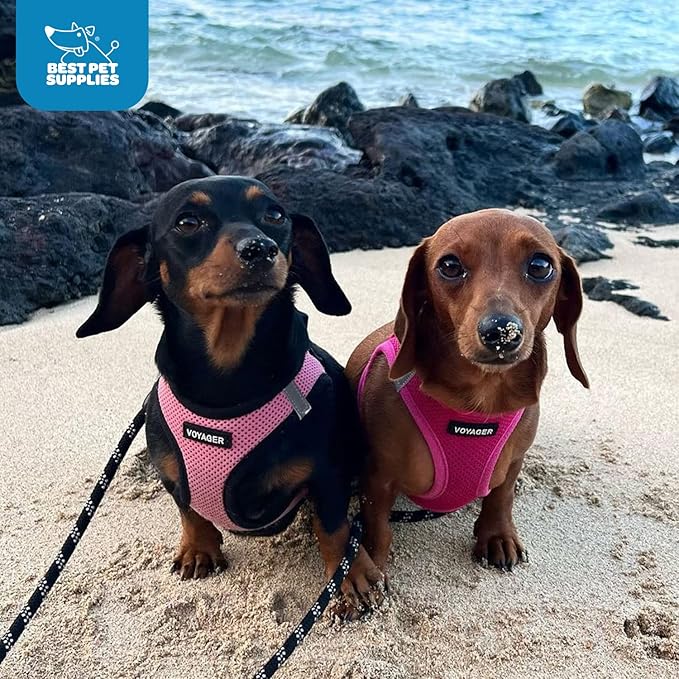 Voyager Step-in Air Dog Harness - All Weather Mesh, Reflective, No Pull Harness for Small, Medium Dogs, Cats - Secure with Hook & Loop Fastener, Buckle, Double D-Rings - Fuchsia, XL