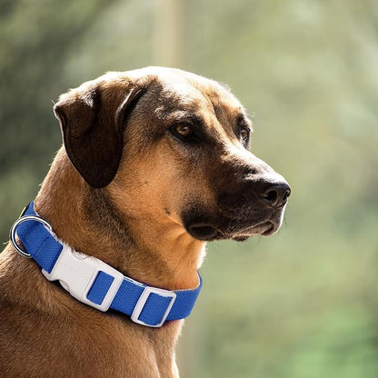 Plutus Pet Cotton Dog Collar, Heavy Duty Collar with Soft Padding, Adjustable and Comfortable for Small Medium and Large Dogs, Royal Blue, L