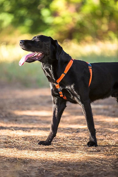 Reflective Adjustable Dog H Harness for Extra Large Dogs; matching collar and leash available, Black