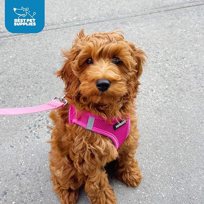 Voyager Step-in Air Dog Harness - All Weather Mesh, Reflective, No Pull Harness for Small, Medium Dogs, Cats - Secure with Hook & Loop Fastener, Buckle, Double D-Rings - Fuchsia, XL