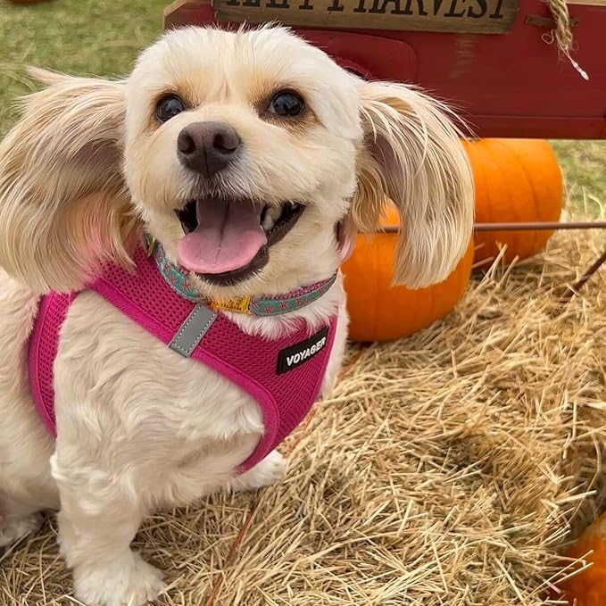 Voyager Step-in Air Dog Harness - All Weather Mesh, Reflective, No Pull Harness for Small, Medium Dogs, Cats - Secure with Hook & Loop Fastener, Buckle, Double D-Rings - Fuchsia, XL
