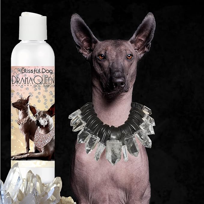 The Blissful Dog Xoloitzcuintli Drama Queen Dog Shampoo, 4 oz.