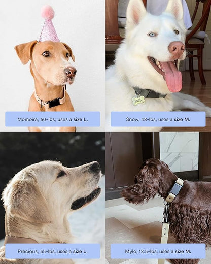 FABLE Signature Collar - Lightweight, Waterproof, & Durable Dog Collar - Coated Webbing Collar with Aluminum Buckle - Easy On/Off & Re-Sizing - Easy to Clean - Black - Medium