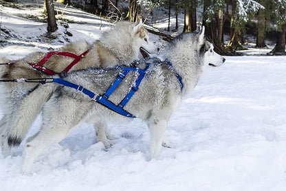 Neewa X-Back Racing Harness - Large/X-Large, Black | High-Performance Mushing Gear | Slim Long-Bodied Canines | Neck 17in, Chest 31in, Back 26in