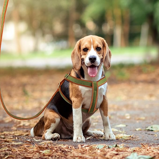 Beirui Soft Medium Dog Harness and Leash Set-Adjustable Step in Dog Harness for Medium Dogs-Easy Walk Dog Harness Medium Sized Dog-Warm No Pull Dog Harness and Leash Used in Autumn Winter(Green,M)