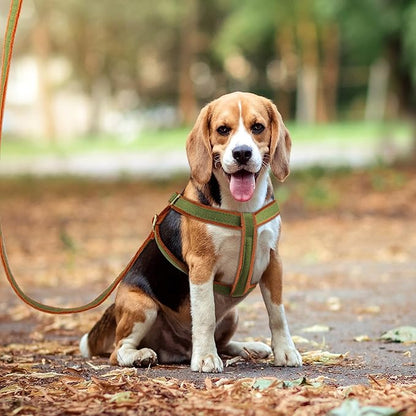 Beirui Soft Medium Dog Harness and Leash Set-Adjustable Step in Dog Harness for Medium Dogs-Easy Walk Dog Harness Medium Sized Dog-Warm No Pull Dog Harness and Leash Used in Autumn Winter(Green,M)