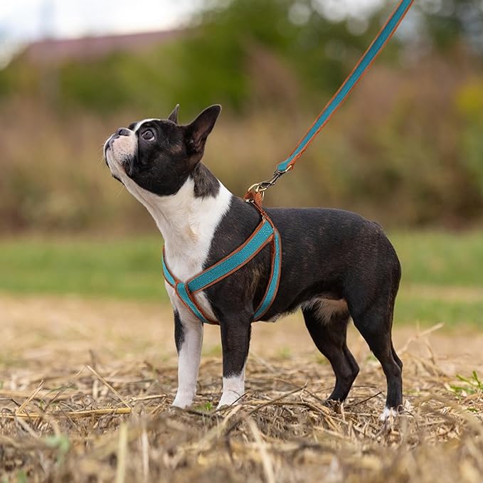 Beirui Soft Small Dog Harness and Leash Set-Adjustable Step in Dog Harness for Small Dogs-Easy Walk Dog Harness Small Sized Dog-Warm No Pull Dog Harness and Leash Used in Autumn Winter(Blue,S)
