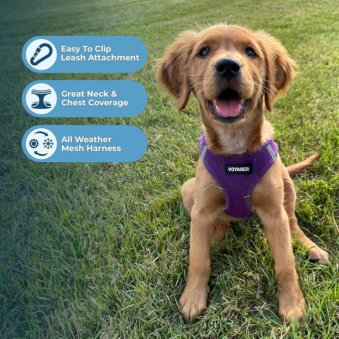 Voyager Step-in Air Dog Harness - All Weather Mesh, Reflective, No Pull Harness for Small, Medium Dogs, Cats - Secure with Hook & Loop Fastener, Buckle, Double D-Rings - Purple, S