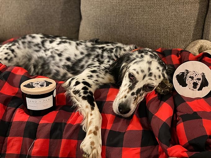 Sand + Paws Scented Candle - Apple Cider - Additional Scents and Sizes –Luxurious Air Freshening Jar Candles Neutralize pet Odors and Enhance Home décor – 100% Cotton Lead-Free Wicks - 21 oz