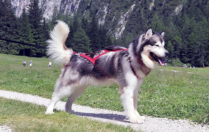 Neewa Pro Sled Dog Harness (Blue, Small (Neck 16 Chest 26 Back18))