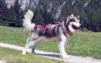 Neewa Pro Sled Dog Harness (Blue, Small (Neck 16 Chest 26 Back18))