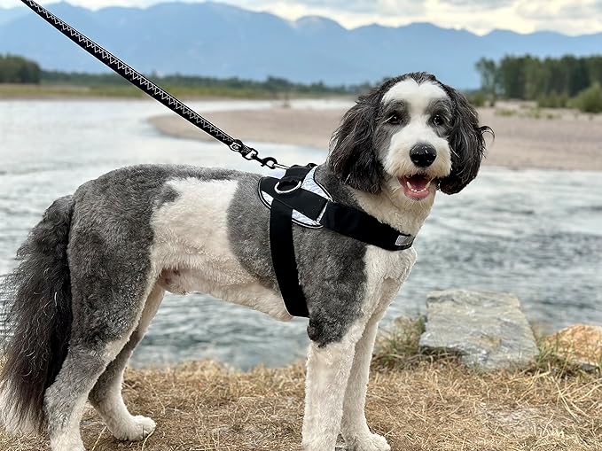 ShawnCo Essential Dog Harness, No-Pull Pet Vest with 3 Leash Clips, No Choke, Reflective, Adjustable and Padded, for Easy Walking and Training for Small, Medium and Large Dogs (Orchid, M)