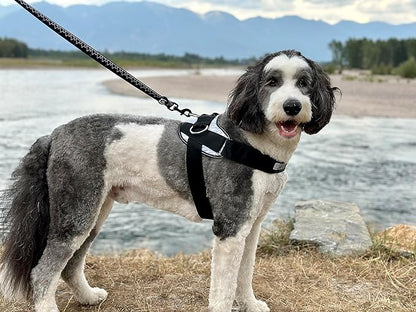 ShawnCo Essential Dog Harness, No-Pull Pet Vest with 3 Leash Clips, No Choke, Reflective, Adjustable and Padded, for Easy Walking and Training for Small, Medium and Large Dogs (Orchid, M)
