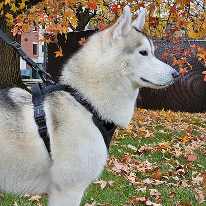 Puppia Jarek Dog Harness H Comfortable Sturdy Handle Adjustable Neck and Chest for Small and Medium Dogs - Black - XL